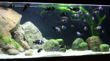 Mein 700L Tropheus-, Petrochromis-, Eretmodus-Becken