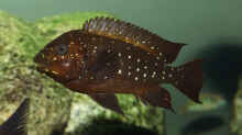 Petrochromis trewavasae WF female