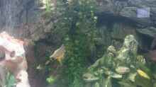 Pflanzen im Aquarium Becken 8425