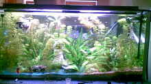 mein aquarium mit 468 liter