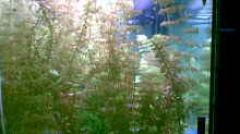Pflanzen im Aquarium Becken 8460
