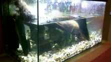 Aquarium Becken 8575