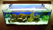 Aquarium Hauptansicht von Becken 8716