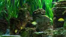 Dekoration im Aquarium Becken 8737