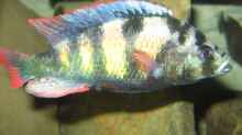 Haplochromis sp. thick skin