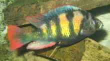 Haplochromis thiuk skin like, CH44