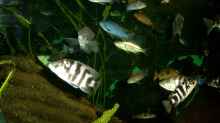 Aquarium Becken 88