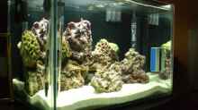Aquarium Becken 8937