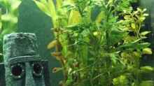 Pflanzen im Aquarium Becken 8958