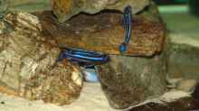 zwei Melanochromis cyaneorhabdos Männchen