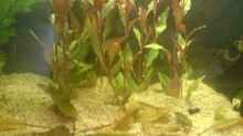 Pflanzen im Aquarium little Tank