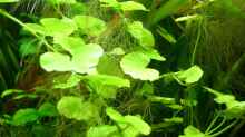 Pflanzen im Aquarium Becken 9193