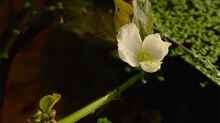eine Echinodorus beim Blühen