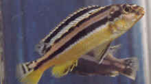Melanochromis Auratus