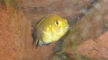 Labidochromis caeruleus yellow 1