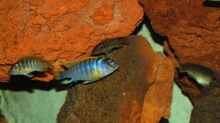 Labidochromis sp. hongi, dominant male with females