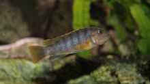 Labidochromis sp. mbamba female