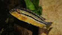 Melanochromis auratus female