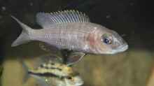 Scianochromis freyeri female