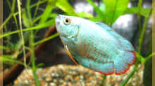 Kobaltblauer Zwergfadenfisch (altes Bild)