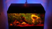 Aquarium Becken 9453