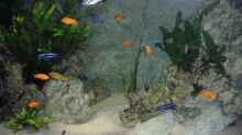 Dekoration im Aquarium Becken 9459