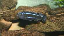 Melanochromis cyaneorrhabdos M