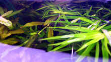 Pflanzen im Aquarium Becken 9592