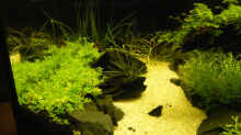 Pflanzen im Aquarium Becken 9614