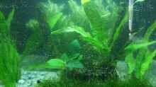 Pflanzen im Aquarium Becken 9700