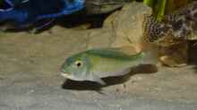 Buccochromis-Arten