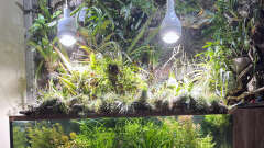 Hauptbild aus Paludarium