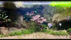 Hauptbild aus Andrews Dream