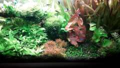 Hauptbild aus Umgestaltung (Richtung Südamerika Scape)