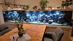 Hauptbild aus Küchenfische