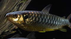 Hauptbild aus Back to the roots (aufgelöst)