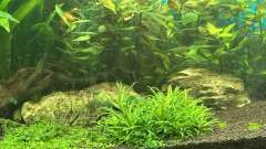 Hauptbild aus Amazonasaquarium