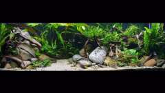 Hauptbild aus ~My-Little-Aquascape~