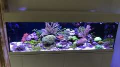 Hauptbild aus Becken 37762