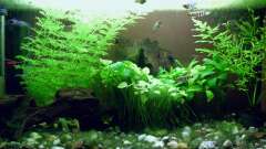 Hauptbild aus ELFENBEINKÜSTE - Sumpf nahe Port Bouet