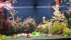 Hauptbild aus Juwel Rio 240 L