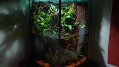 Hauptbild aus Kampffisch Paludarium