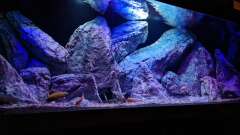 Hauptbild aus Malawibiotop