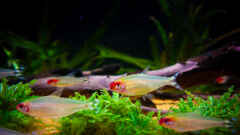 Hauptbild aus Cory-Kallax-Aquarium