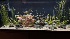 Hauptbild aus Neuguinea