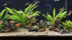 Hauptbild aus Neuguinea