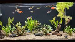 Hauptbild aus Neuguinea