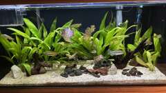 Hauptbild aus Kongo River