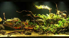 Hauptbild aus Piranha-Aquarium