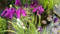 Hauptbild aus Hochteich